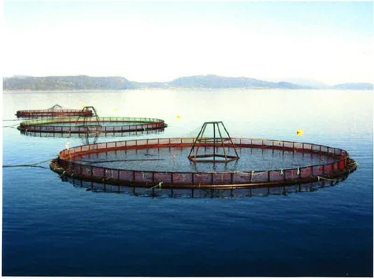 Puget Sound Fish Farms Could be Headed for Final Harvest